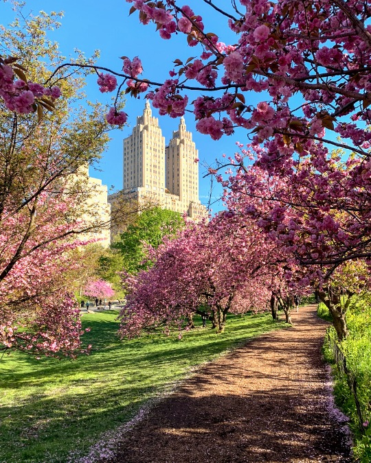 Where to see cherry blossoms around New York City