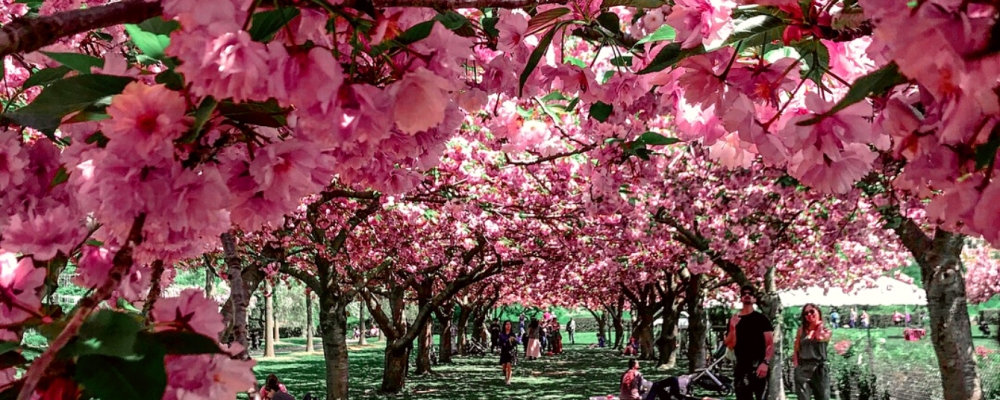 Dónde ver flores de cerezo en la ciudad de Nueva York